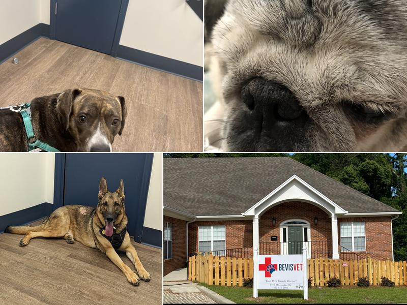 Bevis Veterinary Hospital