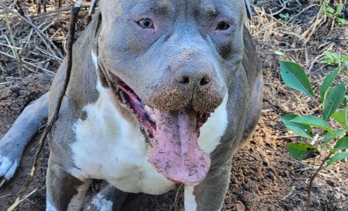 Northampton Animal Clinic Tallahassee