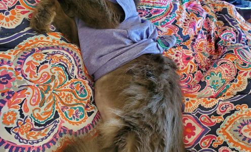 Watkins Veterinary Clinic Watkins