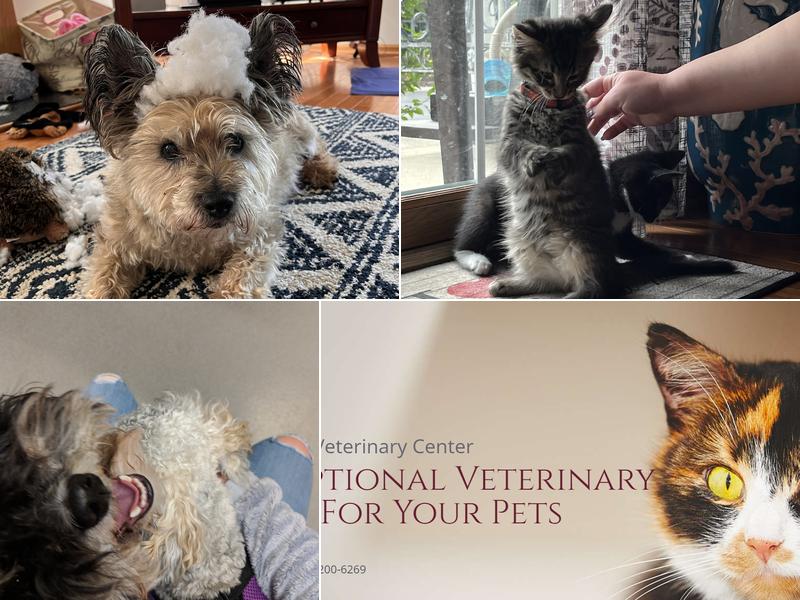 Nazareth Veterinary Center