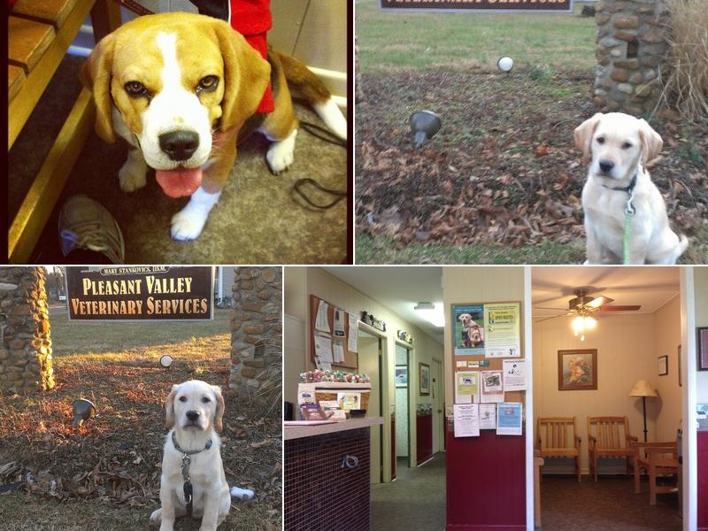 Pleasant Valley Veterinary Services
