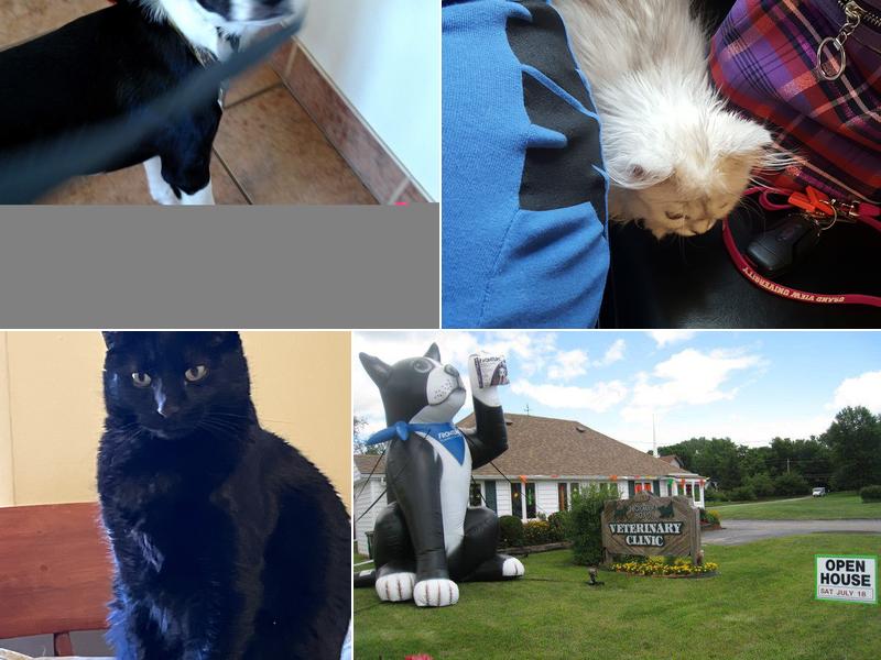 Hickman Road Veterinary Clinic