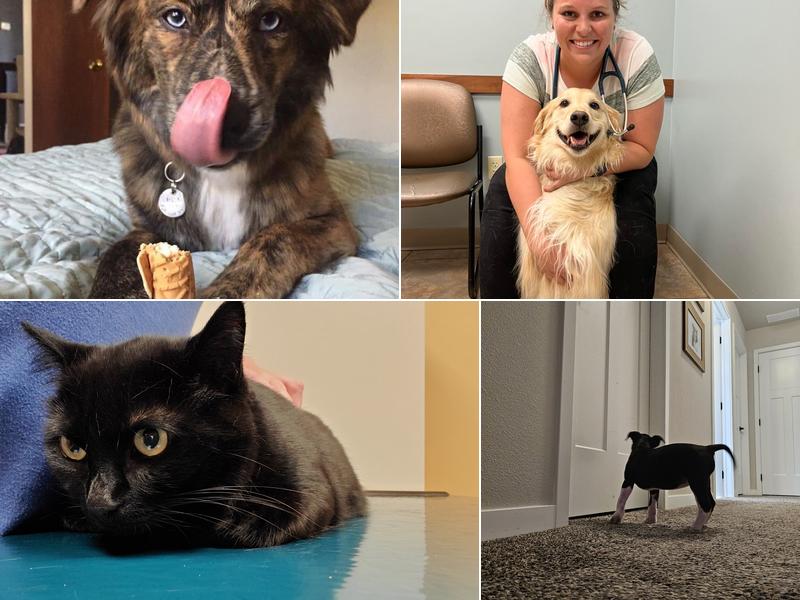 Waukee-Clive Veterinary Clinic