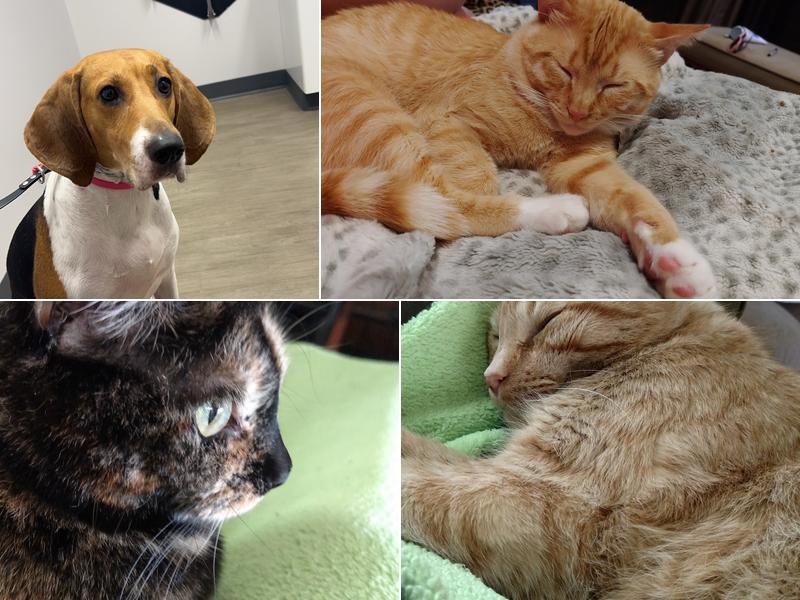 Van Meter Veterinary Clinic