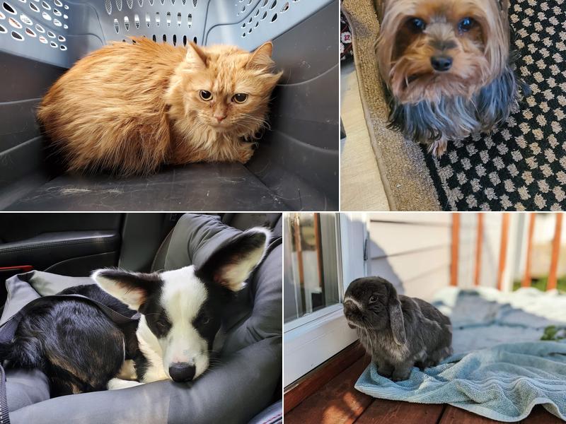 Oaks Veterinary Clinic