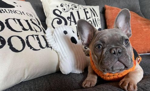 Family Pet Medical Center Veterinarian : Wellness, Dentistry, Surgery, Emergency Fort Lauderdale