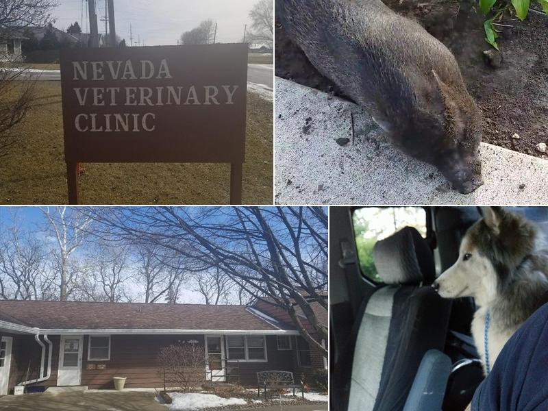 Nevada Veterinary Clinic