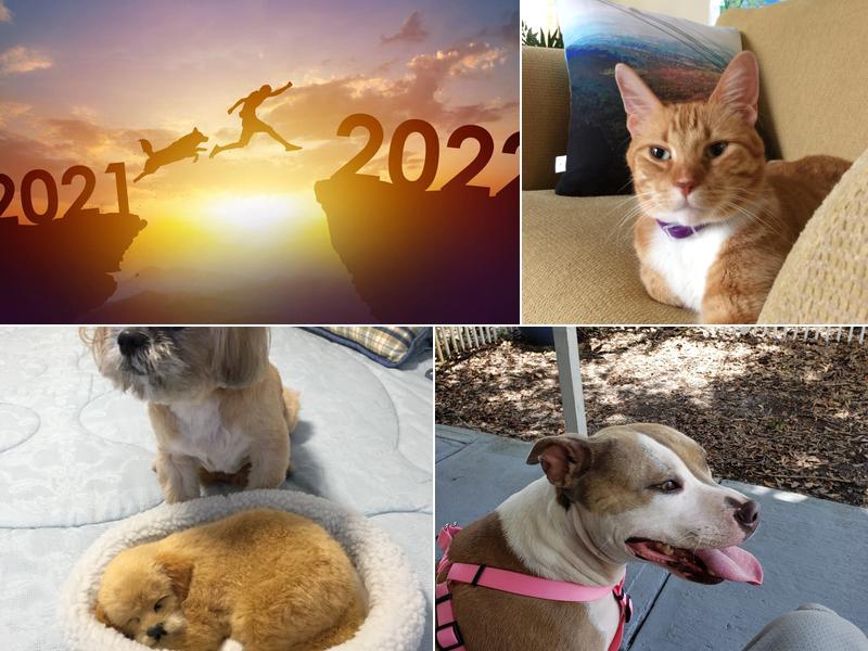 Prima Vista Animal Hospital