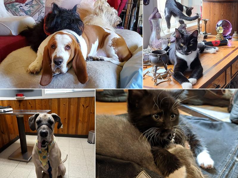 Custer Road Veterinary Clinic