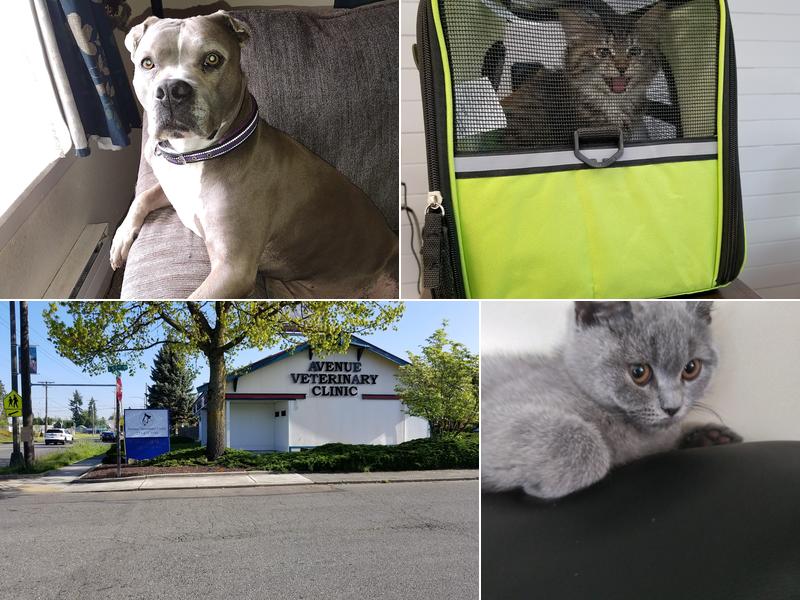 Avenue Veterinary Clinic, Dr. Sabari Haviland, DVM