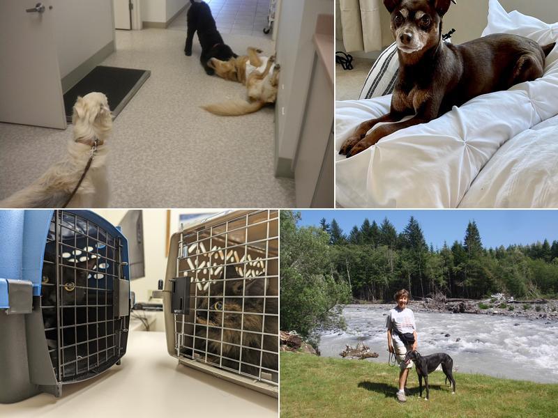 Cascade Veterinary Hospital