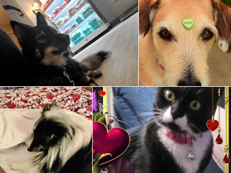 Auburn Valley Animal Clinic