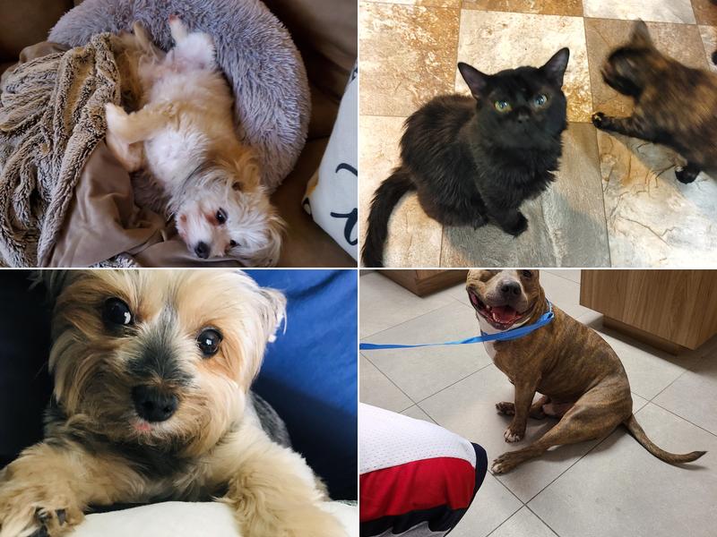 Viscaya Prado Veterinary Hospital