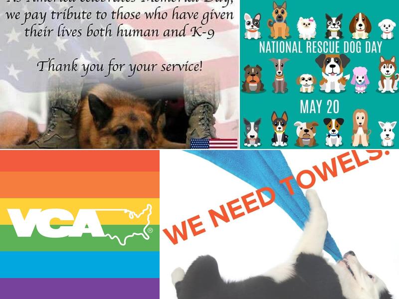 Nichols David B DVM, CVA