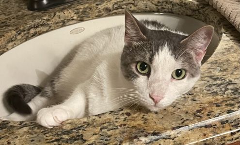 Beachside Animal Clinic now offering house call (only) veterinary service on Sanibel 1640 Periwinkle WaySuite 3, Sanibel Florida 33957