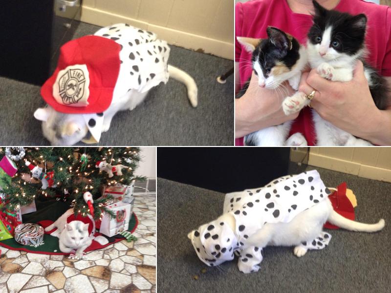 Earlham Veterinary Clinic