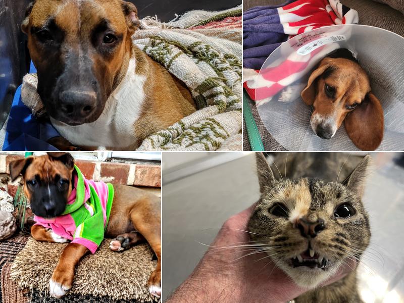 The Affordable Spay Neuter Clinic