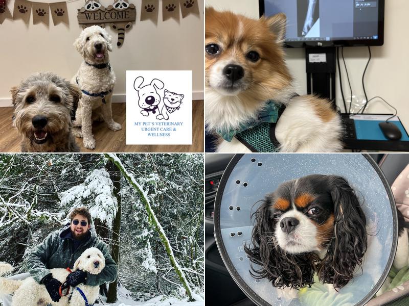 My Pet's Veterinary Urgent Care and Wellness