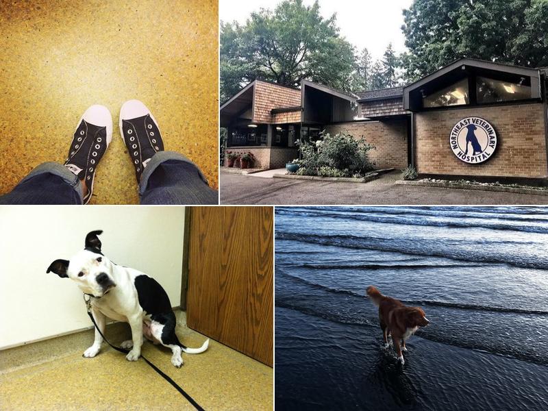 Northeast Veterinary Hospital