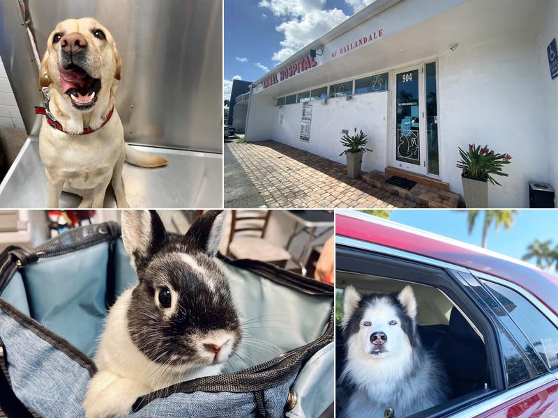 Animal Hospital of Hallandale