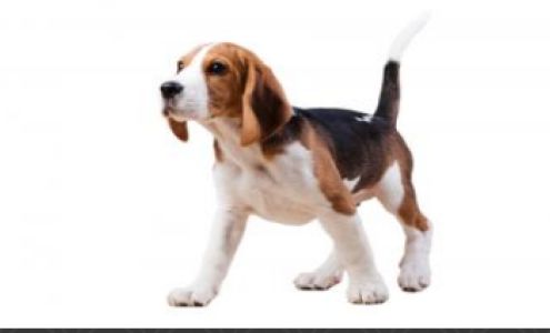 Shores Animal Hospital: Ortiz Brenda L DVM