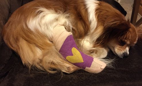 Gainesville Animal Hospital: Sameck Jack DVM