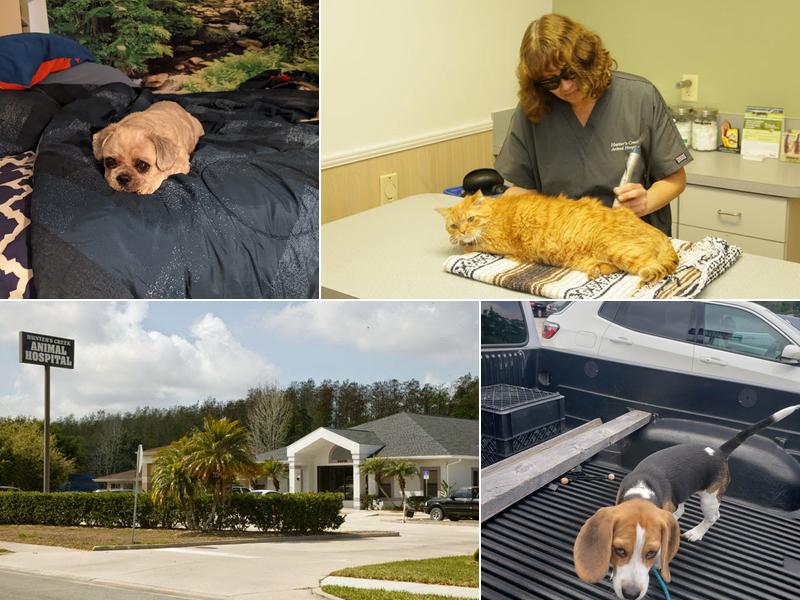 Hunter's Creek Animal Hospital