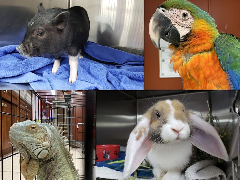 Broward Avian & Exotic Animal Hospital