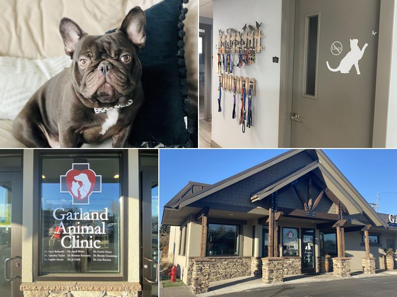 Taylor Saundra R DVM