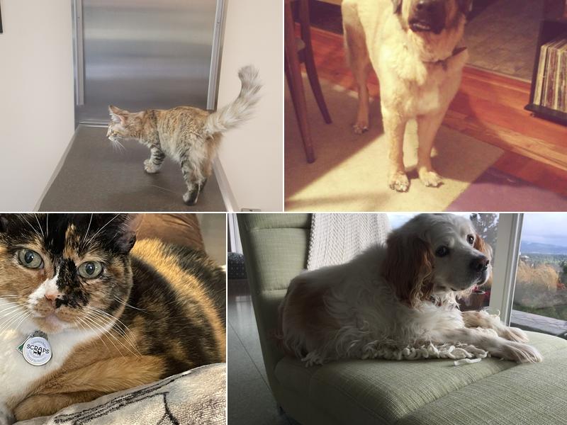 Five Mile Pet Clinic