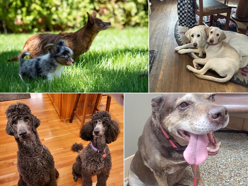 Animal Clinic Of Spokane