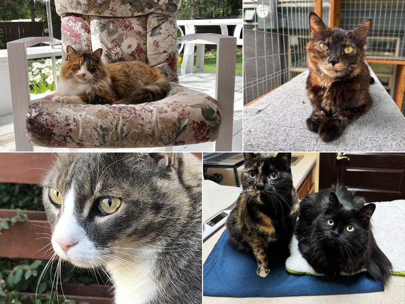 Cat's Meow Feline Veterinary Clinic