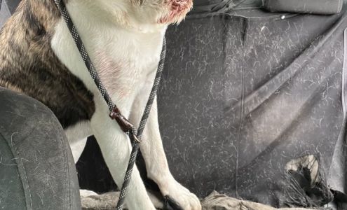 Wachtel Chrystal M DVM