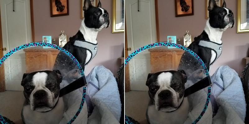 Animal Eye Clinic of Spokane: Schneider Terri DVM