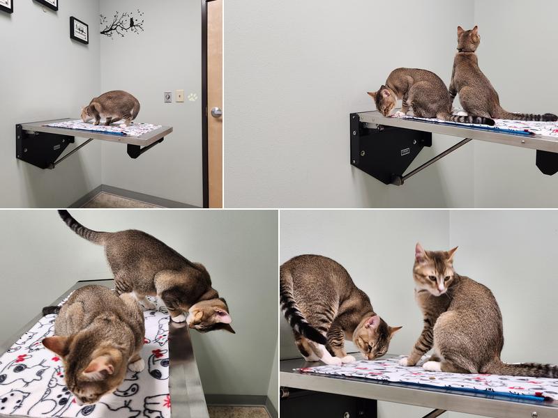 Wandermere Animal Hospital