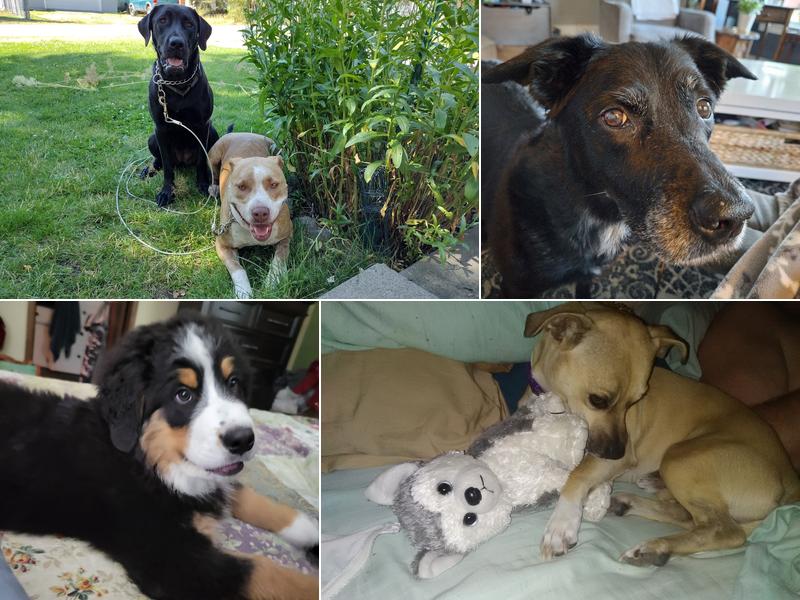 Argonne Veterinary Clinic