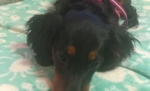 Perry Veterinary Clinic 1733 E State Rd 234, Kingman Indiana 47952