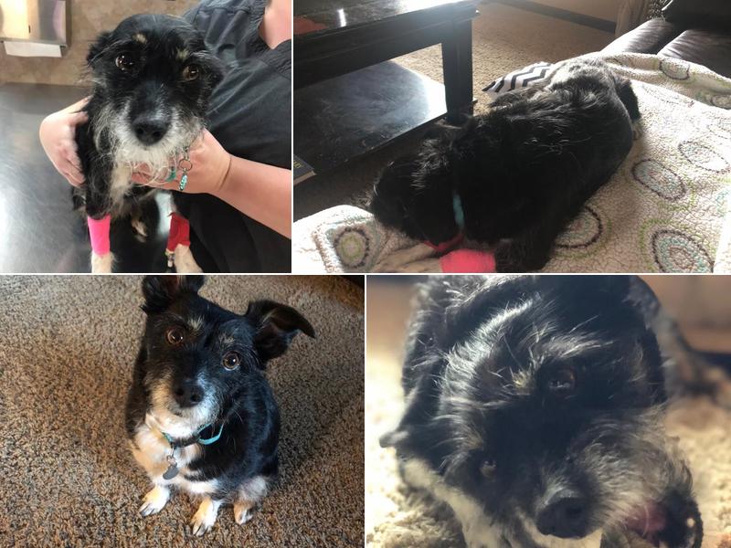 Emily Wynne - Legacy Animal Medical Center