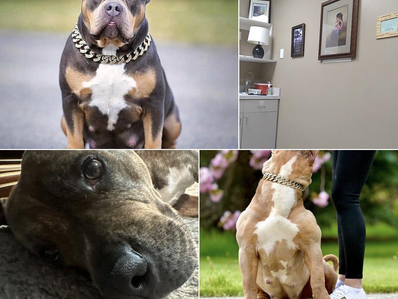 Ponti Veterinary Hospital: Doug Honken DVM