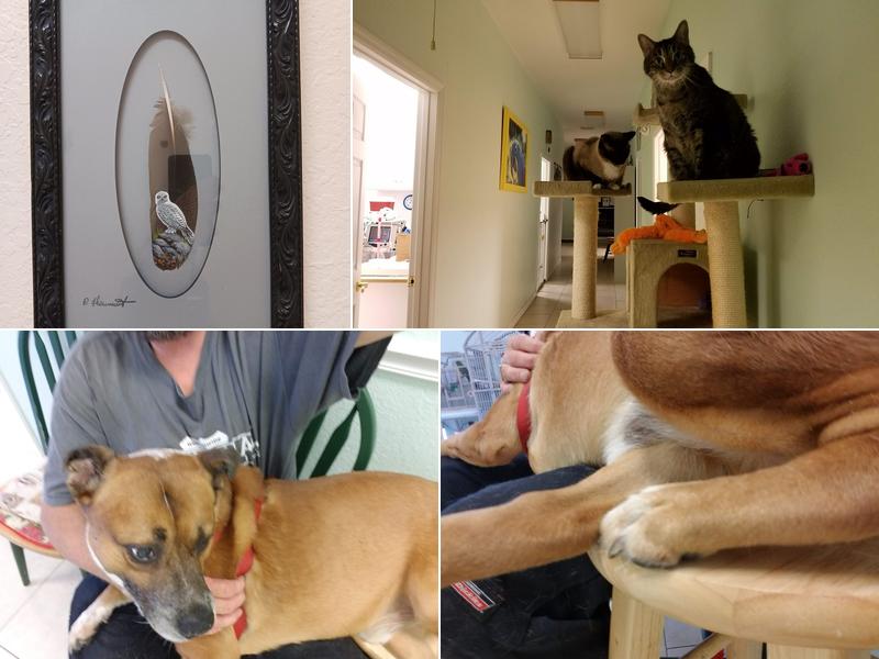 Ark & Bark Vet Clinic, LLC