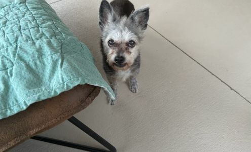 Animal Specialty & Emergency Center Melbourne