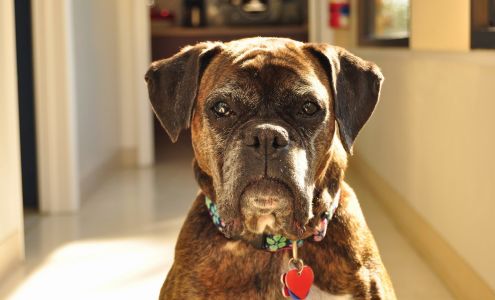 Eau Gallie Veterinary Hospital Melbourne