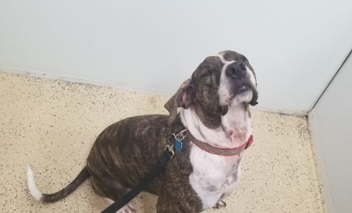 Brevard Aid To Animals Melbourne