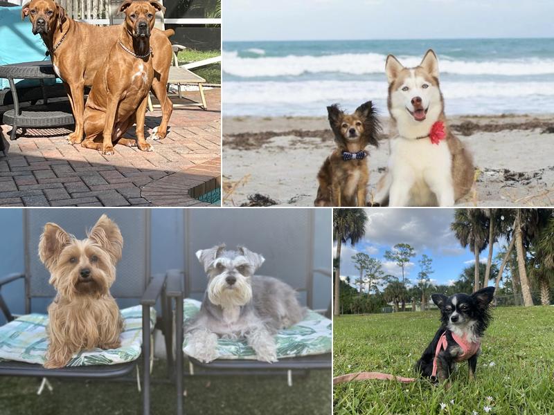 Northlake Animal Hospital