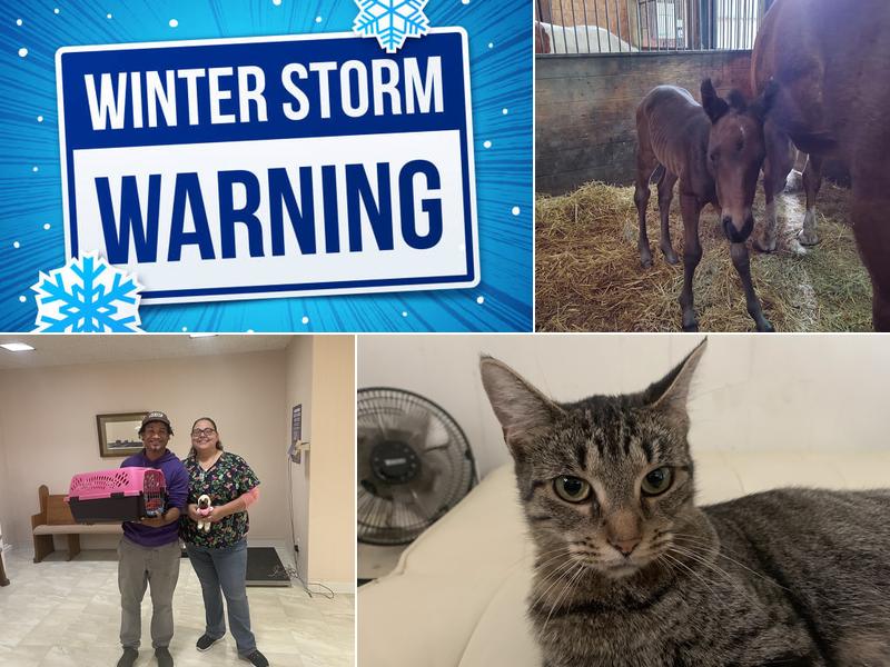 Kamerer Veterinary Service