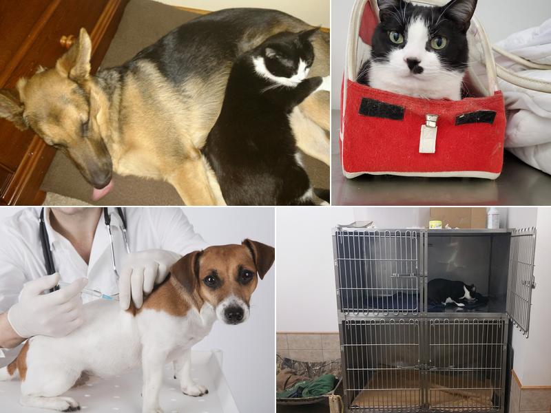 Red Barn Veterinary Service, LLC