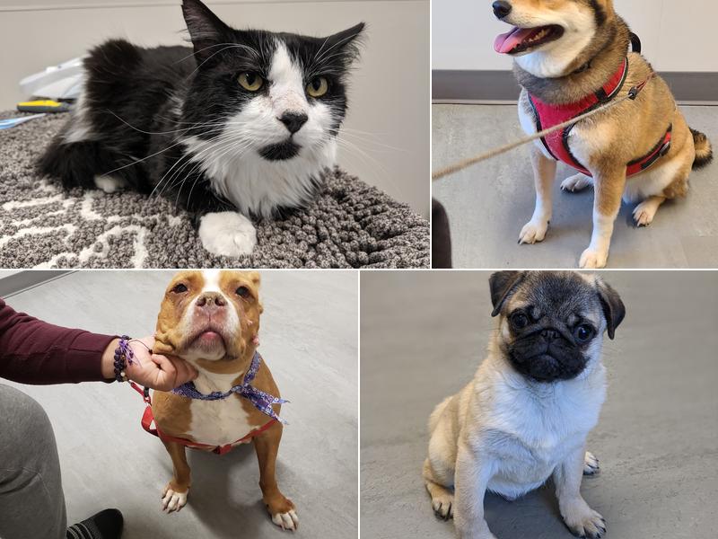 Pocono Peak Veterinary Center