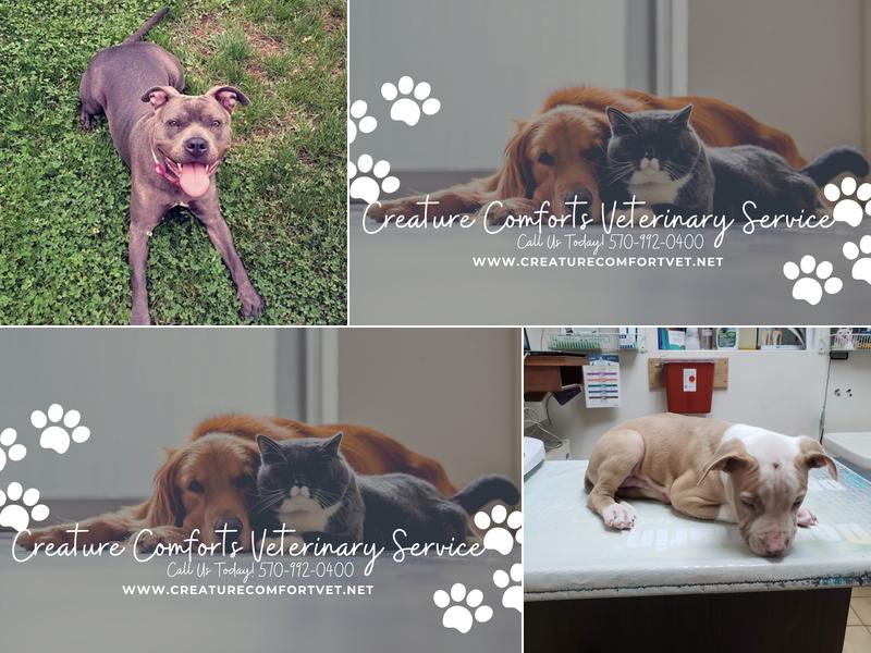 Creature Comforts Veterinary Service