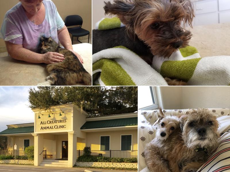 All Creatures Animal Clinic