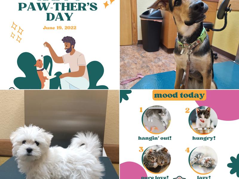 Dr. Bob Irelan's Veterinary Services